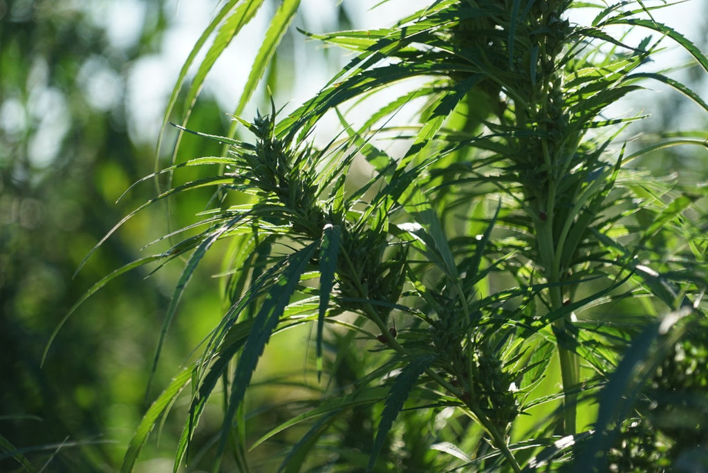 Hemp 101: Let’s Break it Down